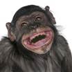 A monkey with its mouth open

Description automatically generated with medium confidence